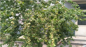 銀箭鋁銀漿廠區碩果滿滿.jpg 銀箭鋁銀漿廠區碩果滿滿.jpg